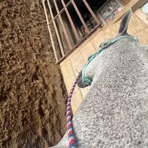 Meet your Posher, Zoey